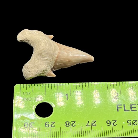 Otodus Shark Tooth Preserved Fossil Marine Biologist Collectible 1.5 inches - Picture 6 of 6